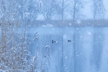 Gölde yüzen yaban ördekleri ile güzel kış manzarası. Riga, Letonya 'da karlı manzara.