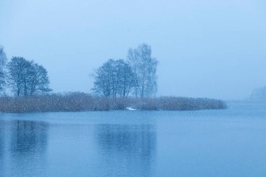 Sazlıklarla dolu bir gölde kış manzarası. Letonya 'nın karlı manzarası.