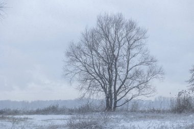 Bir gölün kıyısında büyüyen ağaçların olduğu karlı bir kış manzarası. Letonya 'nın mevsimlik manzarası.