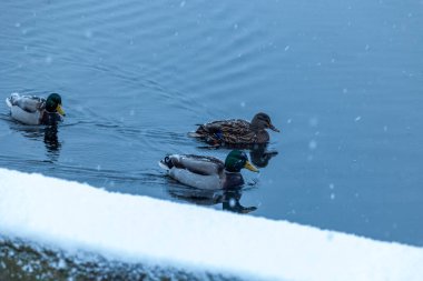 Gölde yüzen yaban ördekleri ile güzel kış manzarası. Riga, Letonya 'da karlı manzara.