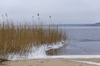 Sazlıklarla dolu bir gölde kış manzarası. Letonya 'nın karlı manzarası.