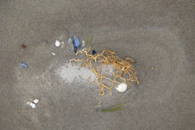 Baltık Denizi sahilinde güzel kum desenleri. Letonya kıyı şeridinin güneşli manzarası.