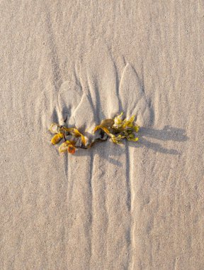 Baltık Denizi sahilinde güzel kum desenleri. Letonya kıyı şeridinin güneşli manzarası.