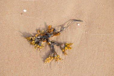 Baltık Denizi sahilinde güzel kum desenleri. Letonya kıyı şeridinin güneşli manzarası.