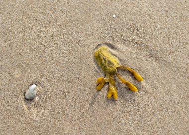 Baltık Denizi sahilinde güzel kum desenleri. Letonya kıyı şeridinin güneşli manzarası.