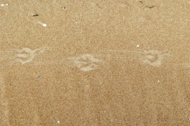 Baltık Denizi sahilinde kuş izleri olan güzel kum desenleri. Letonya 'da güneşli bir gün.