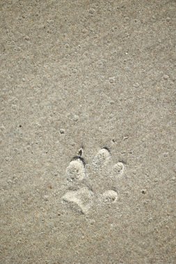 Baltık Denizi sahilinde köpek izleri olan güzel kum desenleri. Letonya 'da güneşli bir yaz günü.