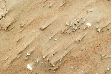 Kumda küçük deniz kabukları olan güzel Baltık Denizi sahili manzarası. Letonya 'da güneşli bir yaz günü.