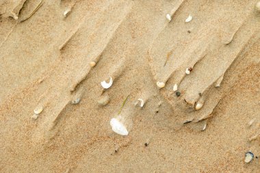 Kumda küçük deniz kabukları olan güzel Baltık Denizi sahili manzarası. Letonya 'da güneşli bir yaz günü.