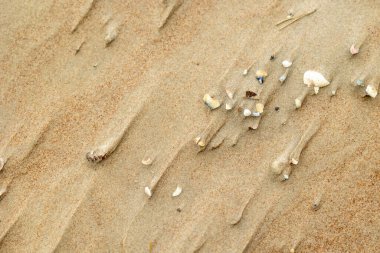 Kumda küçük deniz kabukları olan güzel Baltık Denizi sahili manzarası. Letonya 'da güneşli bir yaz günü.