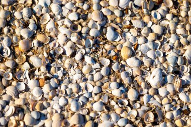 Kumda küçük deniz kabukları olan güzel Baltık Denizi sahili manzarası. Letonya 'da güneşli bir yaz günü.