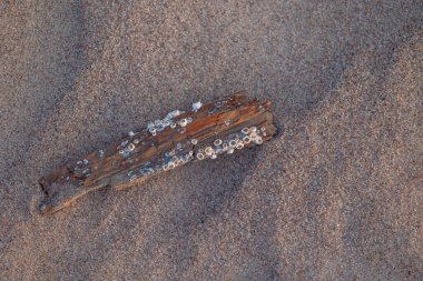 Baltık Denizi 'nin kumlu sahilinde midyelerle küçük tahta bir barış. LAtvia, Avrupa 'da güneşli bir yaz günü.