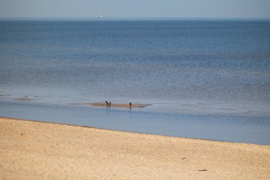 Kumda kargalar beslenen güzel bir gün batımı sahili manzarası. Letonya 'da yaz akşamı, Baltık Denizi kıyısı.