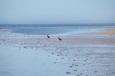 Kumda kargalar beslenen güzel bir gün batımı sahili manzarası. Letonya 'da yaz akşamı, Baltık Denizi kıyısı.