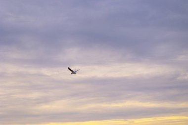 Baltık Denizi sahilinin martılarla dolu güzel bir yaz günbatımı manzarası. Letonya, Avrupa 'daki kuşlar.