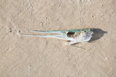Baltık Denizi 'nin kumlu sahilinde boncuk balığı duruyor. Letonya, Avrupa 'da güneşli bir yaz günü.