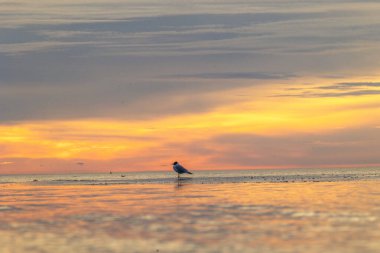 Baltık Denizi sahilinin martılarla dolu güzel bir yaz günbatımı manzarası. Letonya, Avrupa 'daki kuşlar.