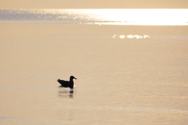 Baltık Denizi sahilinin martılarla dolu güzel bir yaz günbatımı manzarası. Letonya, Avrupa 'daki kuşlar.