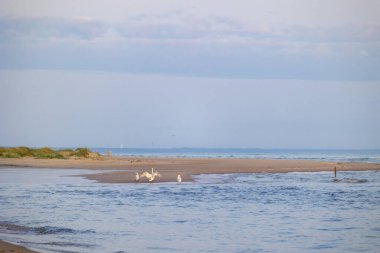 Baltık Denizi sahilinde güzel, beyaz, dilsiz kuğular. Letonya, Avrupa 'da yaz sabahı manzarası.