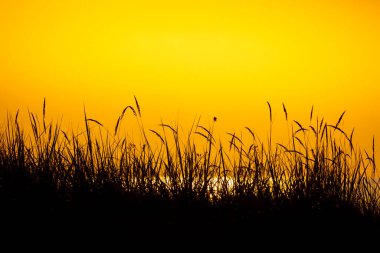 Alanında güzel gündoğumu