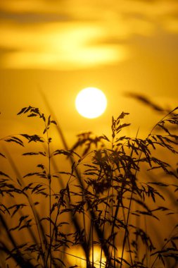 Tarlada güzel bir gün batımı