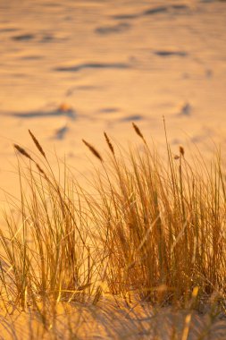 Baltık Denizi sahilinde çimlerin büyüdüğü güzel bir gün batımı manzarası. Letonya, Avrupa 'da yaz akşamı.