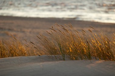 Baltık Denizi sahilinde çimlerin büyüdüğü güzel bir gün batımı manzarası. Letonya, Avrupa 'da yaz akşamı.