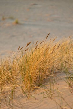 Baltık Denizi sahilinde çimlerin büyüdüğü güzel bir gün batımı manzarası. Letonya, Avrupa 'da yaz akşamı.
