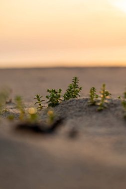 Baltık Denizi sahilinde çimlerin büyüdüğü güzel bir gün batımı manzarası. Letonya, Avrupa 'da yaz akşamı.