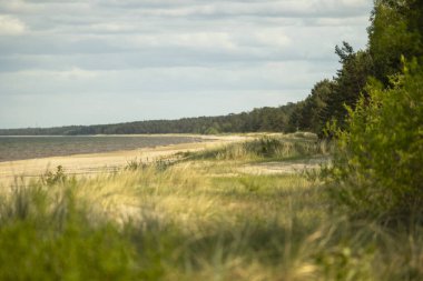 Kum tepelerinde büyüyen orman ile güzel bir Baltis Denizi kıyısı manzarası. Letonya, Avrupa 'da güneşli bir yaz günü.