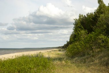 Kum tepelerinde büyüyen orman ile güzel bir Baltis Denizi kıyısı manzarası. Letonya, Avrupa 'da güneşli bir yaz günü.