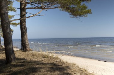 Kum tepelerinde büyüyen orman ile güzel bir Baltis Denizi kıyısı manzarası. Letonya, Avrupa 'da güneşli bir yaz günü.