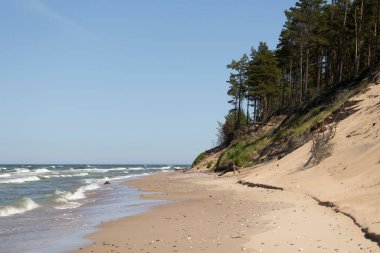Kum tepelerinde büyüyen orman ile güzel bir Baltis Denizi kıyısı manzarası. Letonya, Avrupa 'da güneşli bir yaz günü.