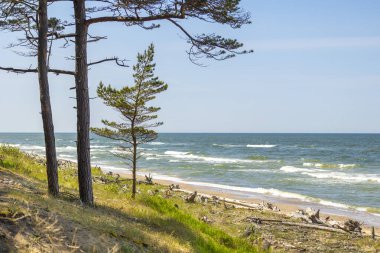 Kum tepelerinde büyüyen orman ile güzel bir Baltis Denizi kıyısı manzarası. Letonya, Avrupa 'da güneşli bir yaz günü.
