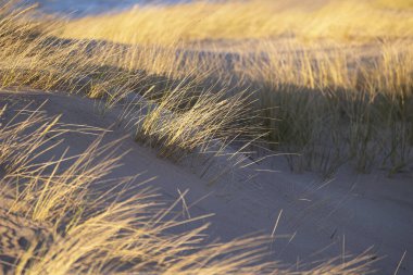 Baltık Denizi 'nin kumullarında kuru otların büyüdüğü kumsalda güneşli güzel bir gün. Letonya, Avrupa 'da deniz manzarası.