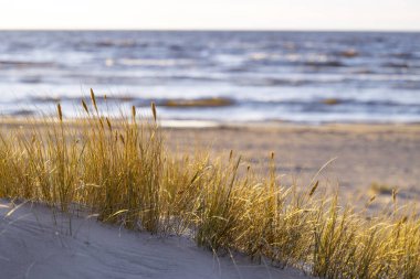 Baltık Denizi 'nin kumullarında kuru otların büyüdüğü kumsalda güneşli güzel bir gün. Letonya, Avrupa 'da deniz manzarası.