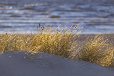 Baltık Denizi 'nin kumullarında kuru otların büyüdüğü kumsalda güneşli güzel bir gün. Letonya, Avrupa 'da deniz manzarası.
