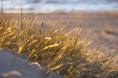 Baltık Denizi 'nin kumullarında kuru otların büyüdüğü kumsalda güneşli güzel bir gün. Letonya, Avrupa 'da deniz manzarası.