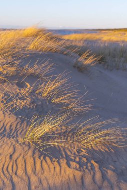 Baltık Denizi 'nin kumullarında kuru otların büyüdüğü kumsalda güneşli güzel bir gün. Letonya, Avrupa 'da deniz manzarası.