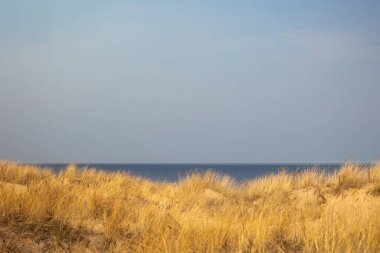 Baltık Denizi 'nin kumullarında kuru otların büyüdüğü kumsalda güneşli güzel bir gün. Letonya, Avrupa 'da deniz manzarası.