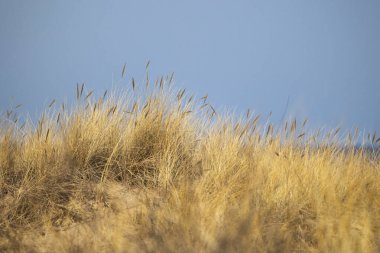 Baltık Denizi 'nin kumullarında kuru otların büyüdüğü kumsalda güneşli güzel bir gün. Letonya, Avrupa 'da deniz manzarası.