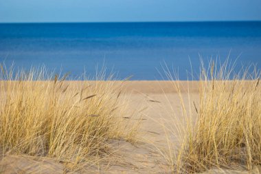 Baltık Denizi 'nin kumullarında kuru otların büyüdüğü kumsalda güneşli güzel bir gün. Letonya, Avrupa 'da deniz manzarası.