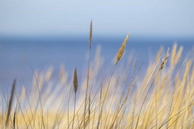 Baltık Denizi 'nin kumullarında kuru otların büyüdüğü kumsalda güneşli güzel bir gün. Letonya, Avrupa 'da deniz manzarası.