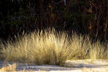 Baltık Denizi 'nin kumullarında kuru otların büyüdüğü kumsalda güneşli güzel bir gün. Letonya, Avrupa 'da deniz manzarası.