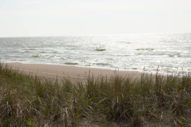 Baltık Denizi 'nin kumullarında kuru otların büyüdüğü kumsalda güneşli güzel bir gün. Letonya, Avrupa 'da deniz manzarası.