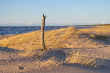 Baltık Denizi sahilinde yıkılmış ağaç kütükleri olan güzel bir deniz manzarası. Letonya, Avrupa 'da güneşli bir yaz günü.