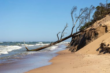 Baltık Denizi sahilinde yıkılmış ağaç kütükleri olan güzel bir deniz manzarası. Letonya, Avrupa 'da güneşli bir yaz günü.