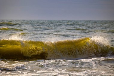 Baltık Denizi sahiline vuran güzel bir güneş ışığı dalgası. Letonya, Avrupa 'da güneşli bir yaz günü.