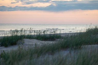Baltık Denizi sahilindeki kum tepelerinde yetişen güzel bir ot. Letonya, Avrupa 'da bulutlu bir gün.