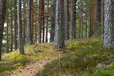 Baltık Denizi sahilinde sakin ve bulutlu bir gün. Kum tepelerinde büyüyen ormanlı ıssız kıyı şeridi.